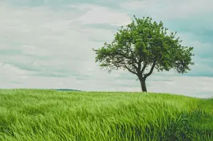 Estates Wills and Probate Attorney