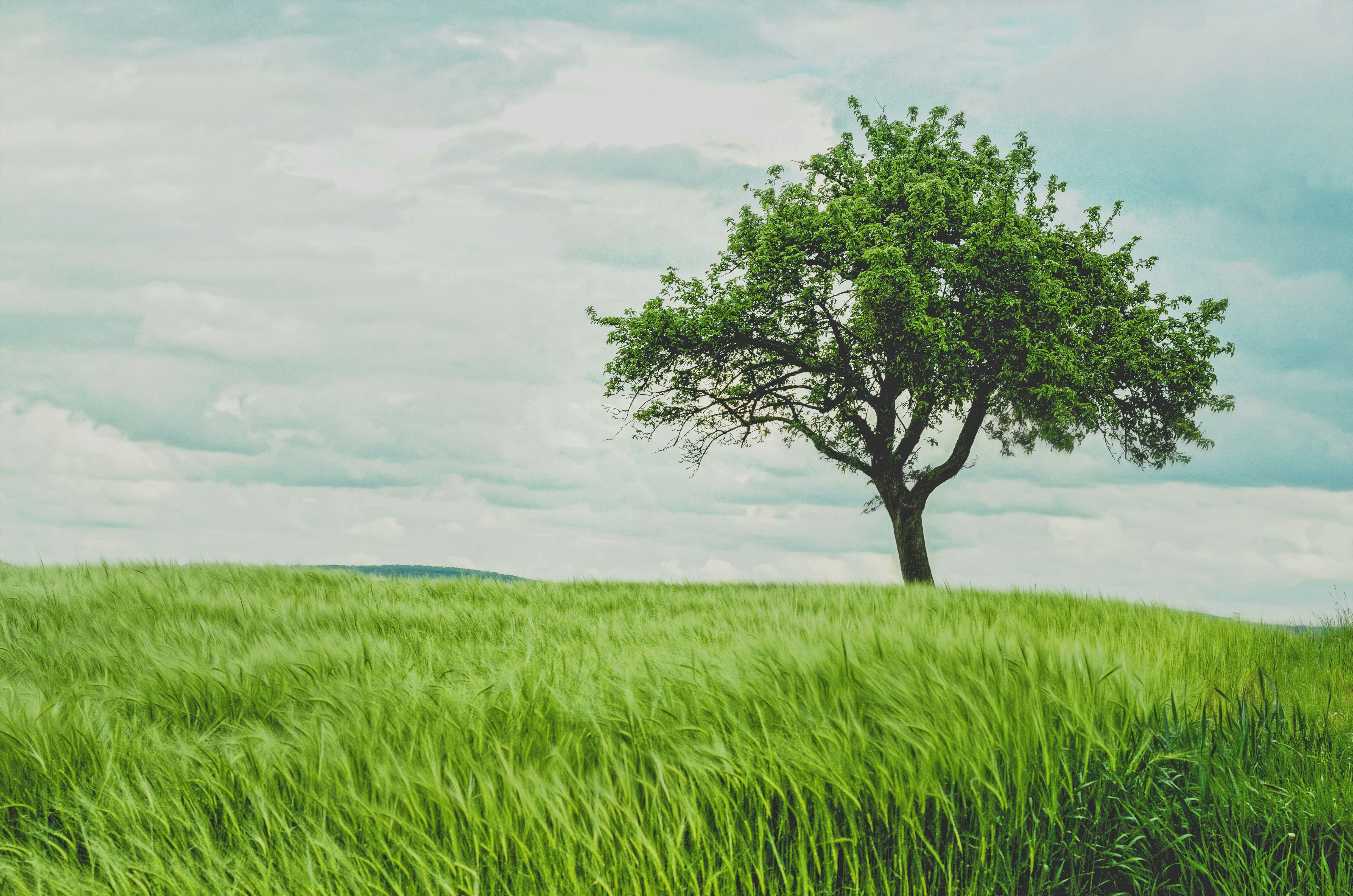 Estates Wills and Probate Attorney